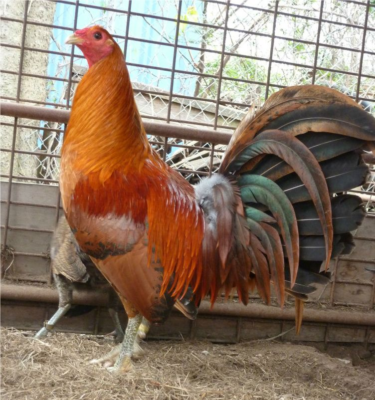 roosters for sale