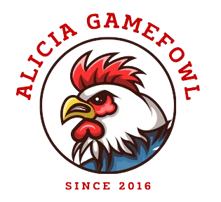 White Old English Game Bantam - Alicia Gamefowl Home